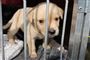 21 UDSULTEDE OG MISRØGTEDE HUNDE FJERNET FRA EJER