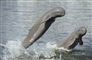 Håb for udryddelsestruet delfin - for første gang er bestanden gået frem