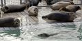 Foto: Polfoto, (AP Photo/Peter Dejong) / POLFOTO