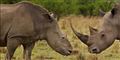 Foto: AP Photo/Brent Stirton / POLFOTO