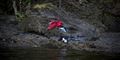 Foto: AP Photo/Niclas Hammerstrom/  / POLFOTO