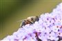Bier er blandt de mange insekttyper, der er i tilbagegang. I alt vurderes antallet af næsten halvdelen af verdens insekter at være faldende.