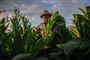 Cigarer har været forbundet med Cuba, lige siden Christoffer Columbus i 1492 for første gang sejlede til den caribiske ø og så indfødte ryge sammenrullede tobaksblade. De fineste tobaksplanter kommer fra plantager i provinsen Pinar del Rio, hvor dette foto er fra.  

