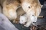 Isbjørneungen i Københavns Zoo kommer ud i anlægget for første gang, torsdag den 28. februar 2019.. (Foto: Mads Claus Rasmussen/Ritzau Scanpix)