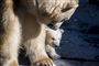Isbjørneungen i Københavns Zoo kommer ud i anlægget for første gang, torsdag den 28. februar 2019.. (Foto: Mads Claus Rasmussen/Ritzau Scanpix)