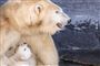 Isbjørneungen i Københavns Zoo kommer ud i anlægget for første gang, torsdag den 28. februar 2019.. (Foto: Mads Claus Rasmussen/Ritzau Scanpix)