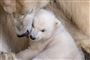 Isbjørneungen i Københavns Zoo kommer ud i anlægget for første gang, torsdag den 28. februar 2019.. (Foto: Mads Claus Rasmussen/Ritzau Scanpix)