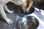 Det kræver hårdere arbejde som ejer at have en hund i en storbylejlighed frem for i en bolig på landet, fortæller to hundeeksperter. (Arkiv)