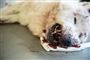 I marts sidste år opfordrede en mand i et opslag på Facebook til at dræbe ulve. Her ses en polarulv, der bliver dissekeret på Zoologisk Museum. (Arkivfoto).