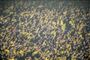 Brøndby-fans sang homofobiske sange i forbindelse med kampen mellem Brøndby og FC København 14. april.