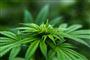 100 arbejdspladser: Kæmpe cannabis-produktion på vej til Fyn