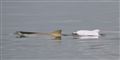 Foto: Projeto Toninhas / POLFOTO