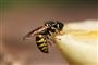 Hvepse er en gruppe af flyvende insekter. De gule, sortstribede slags, som stikker og sværmer ved havebordet,  hedder i virkeligheden gedehams. (Arkivfoto)