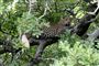 En leopard i et træ i Kruger National Park i Sydafrika.  En toårig dreng er blev dræbt af en leopard i parken onsdag, da det lykkedes rovdyret at komme ind i et afspærret område og angribe drengen, rapporterer BBC. (Arkivfoto).