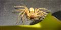 Foto: Jens Astrup, Statens Naturhistoriske Museum