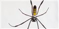 Foto: Jens Astrup, Statens Naturhistoriske Museum