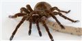 Foto:  Jens Astrup, Statens Naturhistoriske Museum