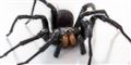 Foto: Jens Astrup, Statens Naturhistoriske Museum