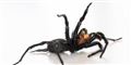 Foto: Jens Astrup, Statens Naturhistoriske Museum