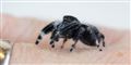 Foto: Jens Astrup, Statens Naturhistoriske Museum