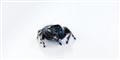 Foto: Jens Astrup, Statens Naturhistoriske Museum
