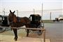 Amish-folkets primære transportmiddel er hestevogne. Her ses en amish-hestevogn i Pennsylvania, USA. (Arkivfoto).