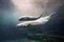 Hvidhvalen Aurora ses her med sin kalv i Vancouver Aquarium i juni 2009. Begge er døde nu. Aurora døde som 30-årig i november 2016 - blot ni dage efter kalvens død den 16. november 2016.