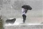 Den meteorologiske definition på et skybrud er ifølge Danmarks Meteorologiske Institut mere end 15 milimeter nedbør på 30 minutter. (Arkivfoto)