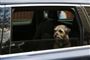 Hunden bør ikke sidde på forsædet, da den kan blive ramt af en airbag ved et sammenstød, lyder det fra If Skadeforsikring. (Arkivfoto)
