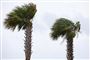 På den sydlige bred af Lake Pontchartain i New Orleans, den største by i Louisiana, hev vinden lørdag voldsomt i palmetræerne. Flere træer er væltet i byen på grund af den tropiske storm.