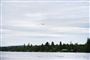 En redningshelikopter flyver over området, hvor et mindre fly er styrtet ned udenfor Umeå i Nordsverige, søndag eftermiddag. Ni personer har mistet livet.