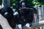 Chimpanser i zoologisk have i Magdeburg i det østlige Tyskland slappede onsdag af med frugtis.