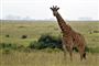 Bestanden af giraffer i Afrika er for nedadgående. Det skyldes blandt andet tab af levesteder. Foto er fra   nationalparken i Nairobi. Kenyas hovedstad vokser og vokser, mens dens forstæder gnaver sig ind på savannen, hvor vilde dyr som løver, giraffer og zebraer lever.