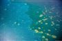 Great Barrier Reef, der er hjem for massevis af tropiske fisk og fugle, lider under et fænomen, hvor dets normalt så farverige koraller bliver helt blege og i værste fald dør.