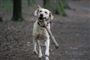 26 hunde er døde som følge af mystisk hundesygdom i Norge, og siden tirsdag har den norske fødevarestyrelse modtaget meldinger om fem nye tilfælde af sygdomsramte hunde. (Arkivfoto)