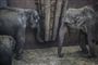 Torsdag hejste Zoologisk Have i København tre nye elefanter over hegnet til parken: Hunelefanten Thiha Phyu, hendes datter Maha Kumari og den kun to år gamle han - og barnebarnet - Jung Bul Kne.