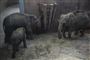 Elefanterne kommer til Danmark, fordi København Zoo ikke har nok elefanter til at opretholde det avlsprogram, de er en del af for at beskytte arten. Der var kun en enkelt fødedygtig hun - nu kommer der to mere, der kan bidrage med mange nye elefantunger i fremtiden.