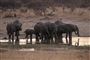 Mange elefanter er fundet døde i nærheden af udtørrende vandhuller i Zimbabwes største nationalpark. Her ses en gruppe elefanter i Hwange National Park i august 2015.