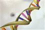 Et dna-molekyle er en lang spiralformet streng, som findes i alle kroppens celler. Ud over at indeholde information om vores arvelige egenskaber kan molekylets opbygning bruges til at identificere os. Identifikationen indeholder dog minimale usikkerhedsmomenter. (Arkivfoto).