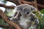 Flere hundrede koalaer frygtes omkommet under en skovbrand nær Port Macquaire i den australske delstat New South Wales. Her ses en koala på Port Macquarie Koala Hospital, som behandler tilskadekomne koalaer i området.