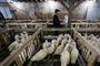 Ejerne bag Hudson Valley Foie Gras, der er en af de største foie gras-producenter i New York, fordømmer forbuddet mod foie gras. Her er en af virksomhedens ansatte, der ser til ænderne. Billedet er fra 2017.