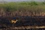 Vådområdet Pantanal er et af de områder i verden med det rigeste dyre- og planteliv. Området har siden 25. oktober været hærget af en voldsom naturbrand.