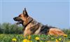 Årets politihund kåret