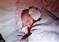 Hittebarn genforenet med sin mor