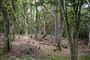 Skov med døde træer i Hald Ege ved Viborg, september 2019. Danmarks Naturfredningsforening og en professor i biodiversitet vil have mere urørt skov i Danmark for at bremse naturens tilbagegang. En ny rapport viser, at mængden af dødt ved fra døde eller faldne træer er faldende, og det påvirker mange arter af dyr og planter negativt.