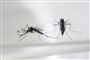 Tre personer blev i sommer smittet med zikavirus i Sydfrankrig. Det er de første tilfælde af zikavirus infektion overført i Europa via myg.
