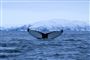 Hval-interesserede kan fra 2022 besøge hvalcenteret "The Whale" i det nordlige Norge på øen Andenes. Hvalen her er fanget på kamera nord for Tromsø. (Arkivfoto)