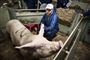 Det er blandt andet danske organisationer som Dyrenes Venner, Anima, Dyrenes Beskyttelse og World Animal Protection Danmark, der har været med til at udarbejde borgerinitiativet "Ud af buret". Forslaget ønsker et ophør med indespærring af landbrugsdyr i Europa. (Arkivfoto)