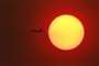 Røgen fra de mange brande i New South Wales har givet solen et særligt rødligt skær. Røgen har samtidig fået myndighederne til at advare om, at luftforureningen hele denne uge har været på et sundhedsfarligt niveau i mange områder.