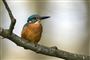 Isfugl (Alcedo atthis). Antallet af ynglepar i Danmark er siden 2007 vokset fra omkring 300 til nu mellem 440 og 942, oplyser Dansk Ornitologisk Forening. Usikkerheden om tallet skyldes, at ynglestedet er vanskeligt at påvise med fuldstændig sikkerhed. Isfuglen yngler ofte i skrænter og brinker ved vandløb og søer.